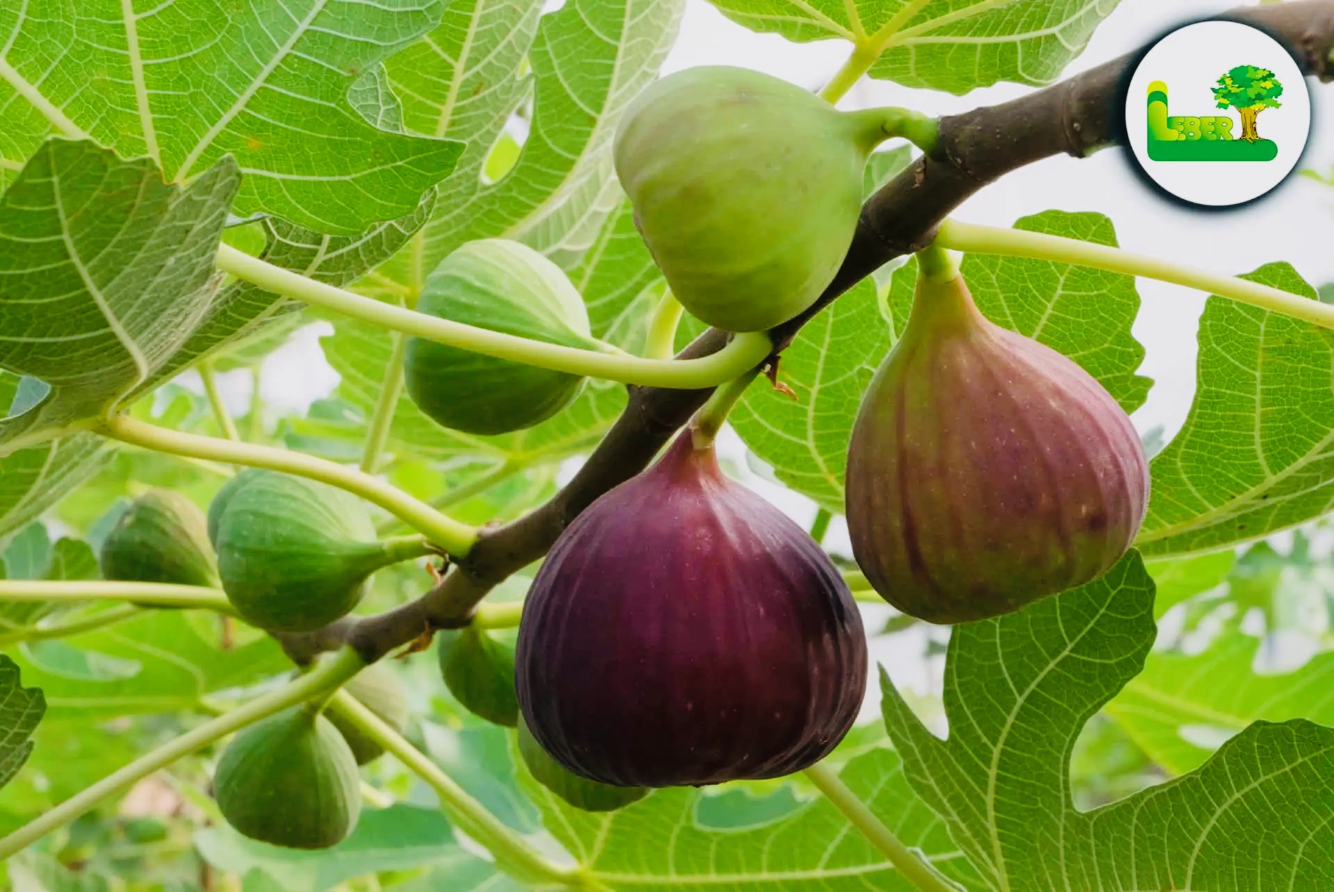 Reife Feigen am Baum der Öko-Finca