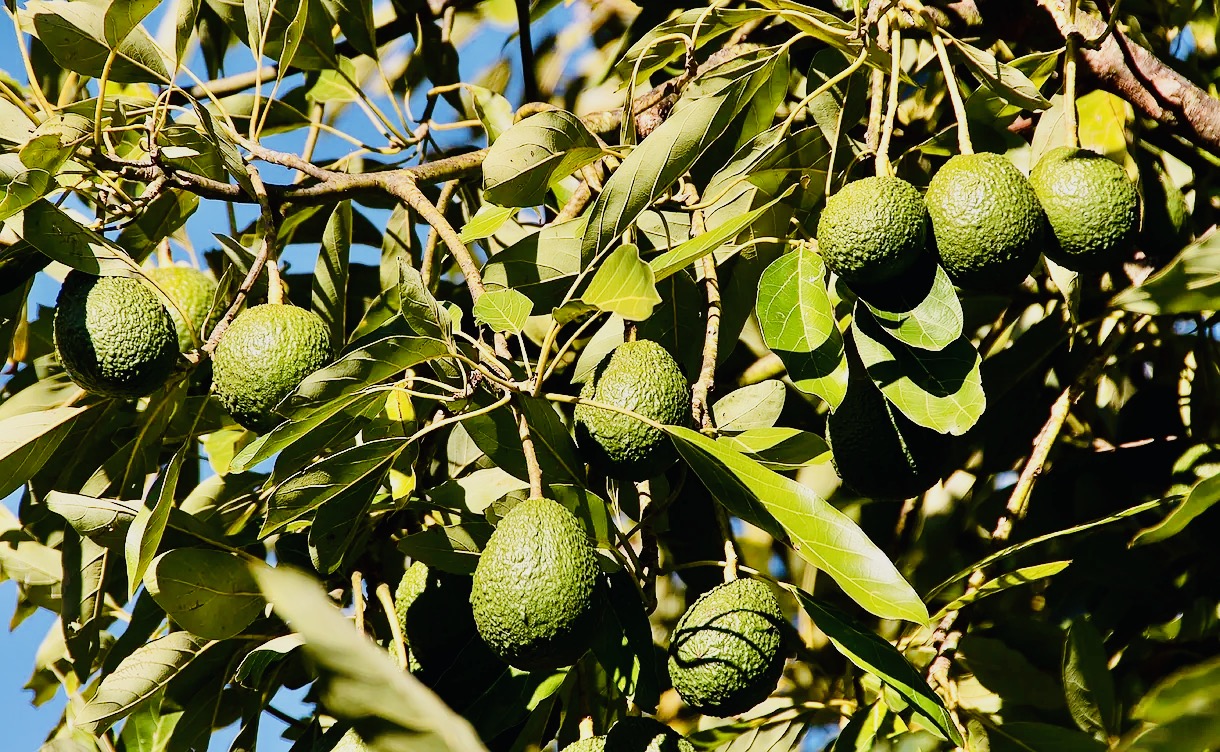 Avocados am Baum der Öko-Finca