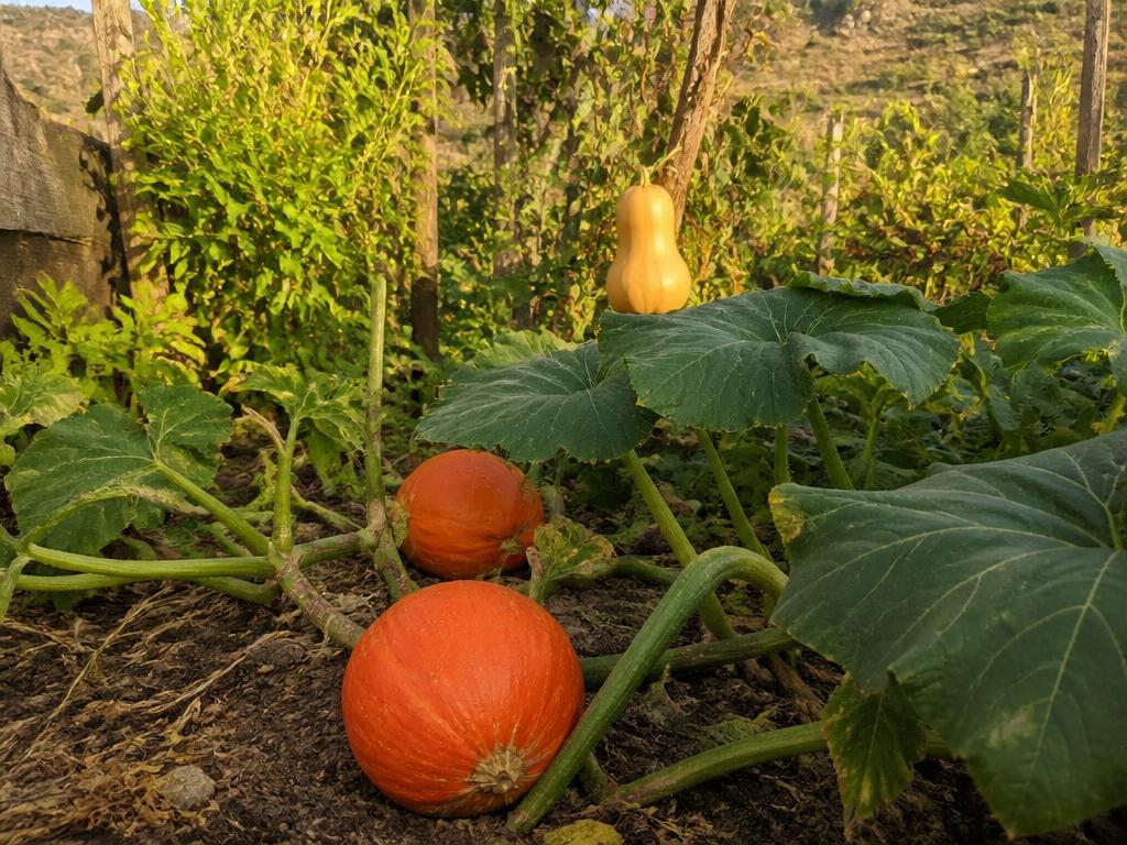 Kürbisse im Gemüsebeet der Öko-Finca